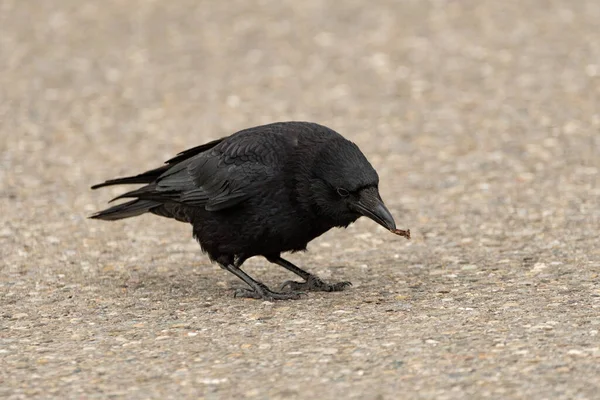 Zurich Switzerland May 2023 Black Raven Street Searching Some Food — Stock Photo, Image