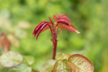 Zürih, İsviçre, 20 Nisan 2023 Rose MME Therese Meyer veya Rosaceae botanik bahçesinde