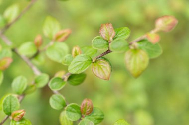 Zürih, İsviçre, 20 Nisan 2023 Cotoneaster Froebelii botanik bahçesinde