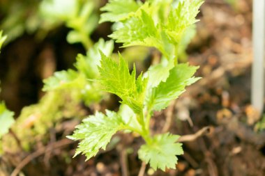 Zürih, İsviçre, 20 Nisan 2023 Patrinia Gibbosa ya da botanik bahçesinde şişmiş bir devriye.
