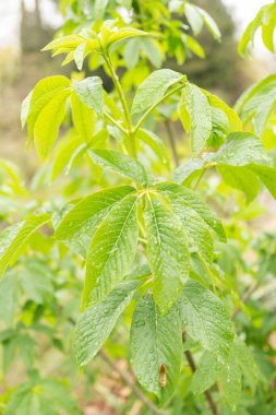 Zürih, İsviçre, 20 Nisan 2023 Aesculus Californica veya botanik bahçesindeki Kaliforniya Buckeye