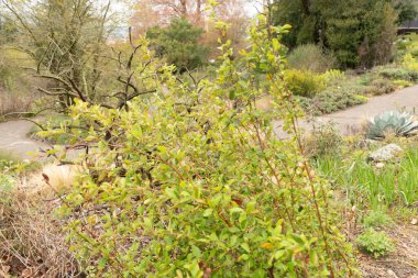Zürih, İsviçre, 20 Nisan 2023 Cercocarpus Montanus veya botanik bahçesindeki gerçek dağ maunu