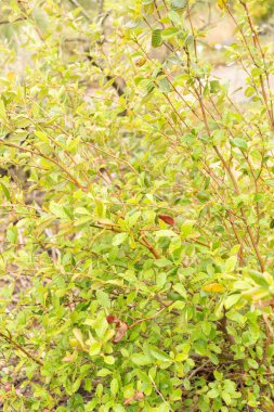 Zürih, İsviçre, 20 Nisan 2023 Cercocarpus Montanus veya botanik bahçesindeki gerçek dağ maunu