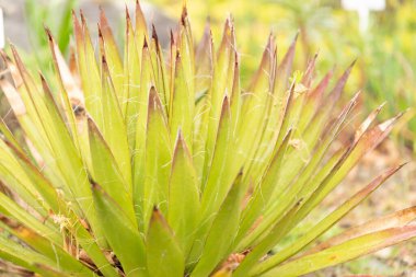 Zürih, İsviçre, 20 Nisan 2023 Agave Filifera bitkisi botanik bahçesinde