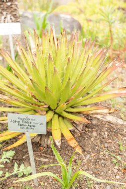 Zürih, İsviçre, 20 Nisan 2023 Agave Filifera bitkisi botanik bahçesinde