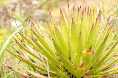 Zürih, İsviçre, 20 Nisan 2023 Agave Filifera bitkisi botanik bahçesinde