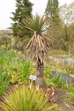 Zürih, İsviçre, 20 Nisan 2023 Yucca Filifera bitkisi botanik bahçesinde