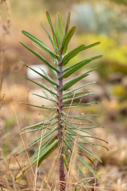 Zürih, İsviçre, 20 Nisan 2023 Euphorbia Lathyris ya da botanik bahçesindeki sincap.