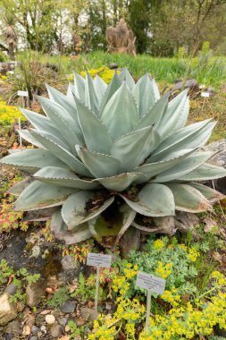 Zürih, İsviçre, 20 Nisan 2023 Agave Ovatifolia veya balina dili botanik bahçesinde agave