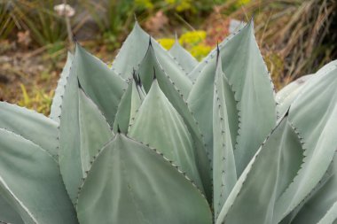 Zürih, İsviçre, 20 Nisan 2023 Agave Ovatifolia veya balina dili botanik bahçesinde agave