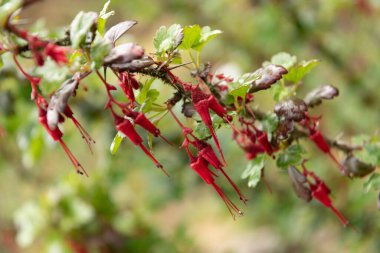 Zürih, İsviçre, 20 Nisan 2023 Ribes Speciosum veya fuşya çiçekli bektaşi üzümü botanik bahçesinde