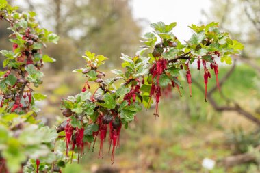 Zürih, İsviçre, 20 Nisan 2023 Ribes Speciosum veya fuşya çiçekli bektaşi üzümü botanik bahçesinde