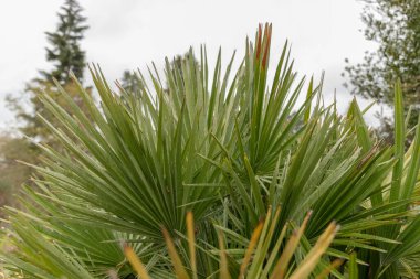 Zürih, İsviçre, 20 Nisan 2023 Chamaerops Humilis veya botanik bahçesindeki Avrupa fan palmiyesi