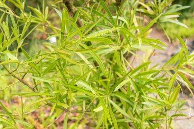 Zürih, İsviçre, 20 Nisan 2023 Podocarpus Affini bitkisi botanik bahçesinde.