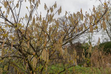 Zürih, İsviçre, 20 Nisan 2023 Stachyurus Praecox veya botanik bahçesindeki dikenli ağaç