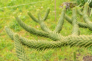 Zürih, İsviçre, 20 Nisan 2023 Araucaria Araucana veya botanik bahçesindeki maymun bulmaca ağacı