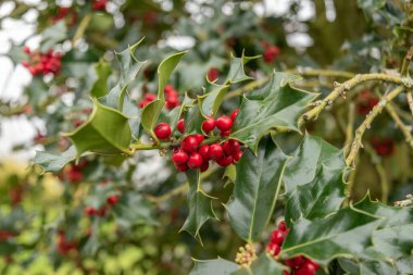 Zürih, İsviçre, 20 Nisan 2023 botanik bahçesindeki Ilex Aquifolium ağacı