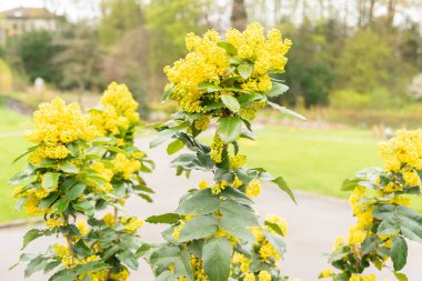 Zürih, İsviçre, 20 Nisan 2023 Mahonia Aquafolium veya Oregon üzümü veya Holly, botanik bahçesine böğürtlen bırakmış.