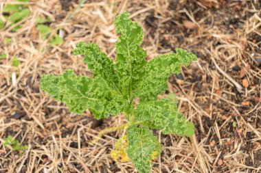 Zürih, İsviçre, 20 Nisan 2023 Brassica Oleracea lahanası botanik bahçesinde.