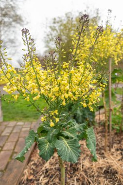 Zürih, İsviçre, 20 Nisan 2023 Brassica Oleracea veya botanik bahçesindeki mor filizlenen santee
