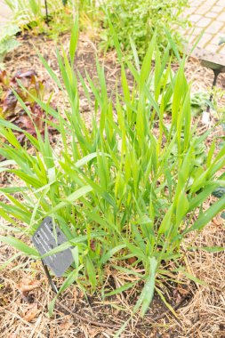 Zürih, İsviçre, 20 Nisan 2023 Triticum Durum veya botanik bahçesindeki buğday