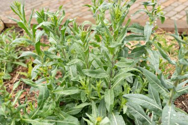 Zürih, İsviçre, 20 Nisan 2023 Isatis Tinctoria veya botanik bahçesindeki boyacılar