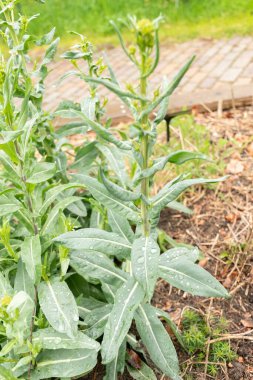 Zürih, İsviçre, 20 Nisan 2023 Isatis Tinctoria veya botanik bahçesindeki boyacılar