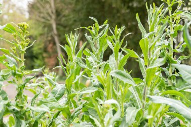 Zürih, İsviçre, 20 Nisan 2023 Isatis Tinctoria veya botanik bahçesindeki boyacılar