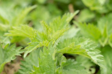 Zürih, İsviçre, 20 Nisan 2023 Urtica Dioica ya da botanik bahçesinde ısırgan otu yakın