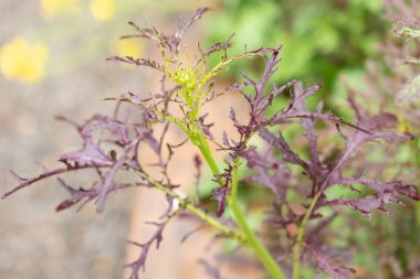 Zürih, İsviçre, 20 Nisan 2023 Brassica Juncea veya botanik bahçesindeki kırmızı hardal bitkisi