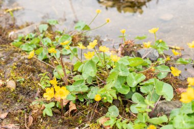 Zürih, İsviçre, 20 Nisan 2023 Caltha Palustris veya botanik bahçesindeki kadife çiçeği