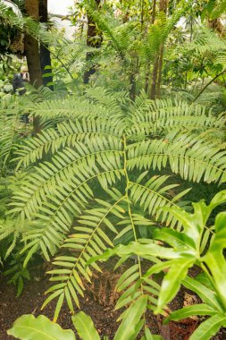 Zürih, İsviçre, 20 Nisan 2023 Angiopteris Evecta veya botanik bahçesindeki dev eğreltiotu