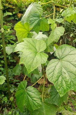 Zürih, İsviçre, 20 Nisan 2023 Botanik Bahçesindeki Begonia Parviflora fabrikası