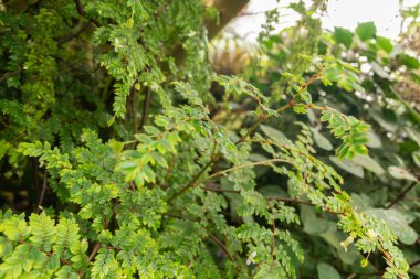 Zürih, İsviçre, 20 Nisan 2023 Begonia Foliosa bitkisi botanik bahçesinde.