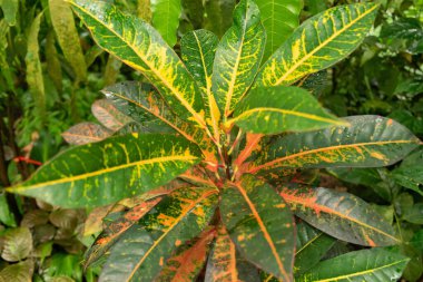 Zürih, İsviçre, 20 Nisan 2023 Codiaeum Variegatum veya botanik bahçesindeki yangın crotonu