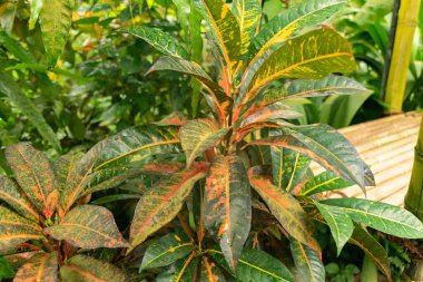 Zürih, İsviçre, 20 Nisan 2023 Codiaeum Variegatum veya botanik bahçesindeki yangın crotonu