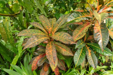 Zürih, İsviçre, 20 Nisan 2023 Codiaeum Variegatum veya botanik bahçesindeki yangın crotonu