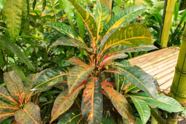 Zürih, İsviçre, 20 Nisan 2023 Codiaeum Variegatum veya botanik bahçesindeki yangın crotonu