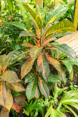 Zürih, İsviçre, 20 Nisan 2023 Codiaeum Variegatum veya botanik bahçesindeki yangın crotonu