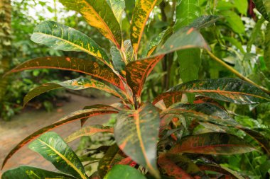 Zürih, İsviçre, 20 Nisan 2023 Codiaeum Variegatum veya botanik bahçesindeki yangın crotonu