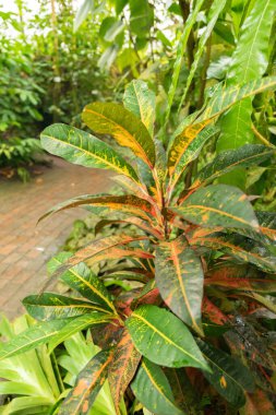 Zürih, İsviçre, 20 Nisan 2023 Codiaeum Variegatum veya botanik bahçesindeki yangın crotonu