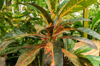 Zürih, İsviçre, 20 Nisan 2023 Codiaeum Variegatum veya botanik bahçesindeki yangın crotonu