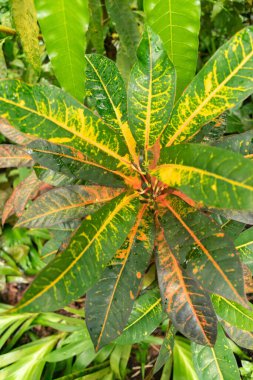 Zürih, İsviçre, 20 Nisan 2023 Codiaeum Variegatum veya botanik bahçesindeki yangın crotonu