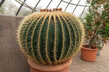 Zürih, İsviçre, 20 Nisan 2023 Kroenleinia Grusonii kaktüsü botanik bahçesinde.