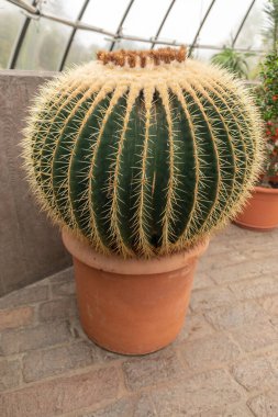 Zürih, İsviçre, 20 Nisan 2023 Kroenleinia Grusonii kaktüsü botanik bahçesinde.