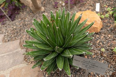 Zürih, İsviçre, 20 Nisan 2023 Agave Victoriae-reginae veya Kraliçe Victoria agave botanik bahçesinde.