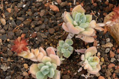 Zürih, İsviçre, 20 Nisan 2023 Echeveria Pulvinata veya botanik bahçesindeki peluş bitki