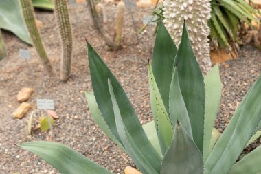 Zürih, İsviçre, 20 Nisan 2023 Agave Hurteri bitkisi botanik bahçesinde.