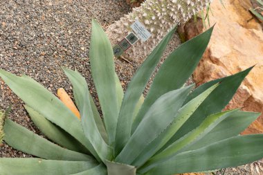 Zürih, İsviçre, 20 Nisan 2023 Agave Hurteri bitkisi botanik bahçesinde.