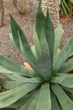 Zürih, İsviçre, 20 Nisan 2023 Agave Hurteri bitkisi botanik bahçesinde.